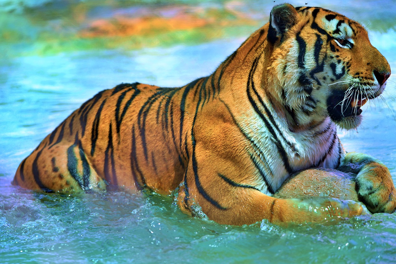 приметы на новый год 2022 водяного тигра